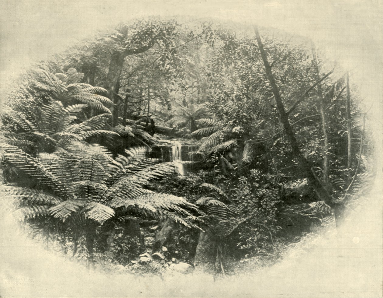 Fern Tree Gully, Tasmanien, 1901. af Unbekannt