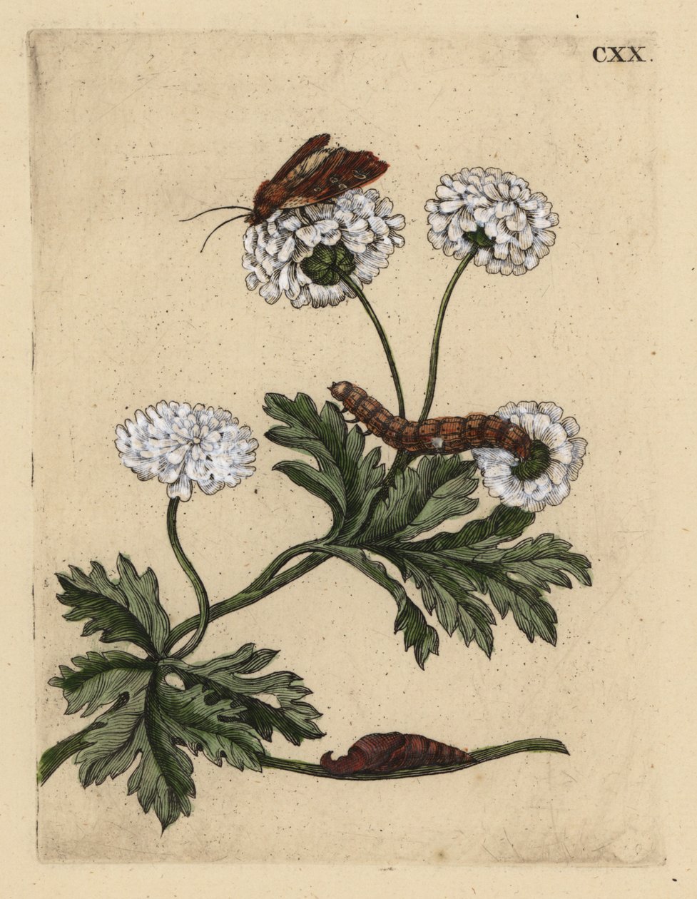 Feberfew, Tanacetum parthenium, med møl, larve og puppe, CXX af Unbekannt