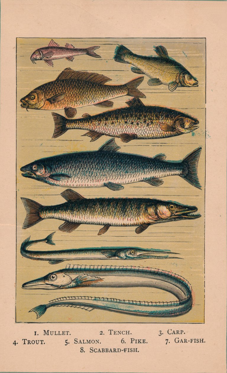 Fisk, 1907, 1907 af Unbekannt