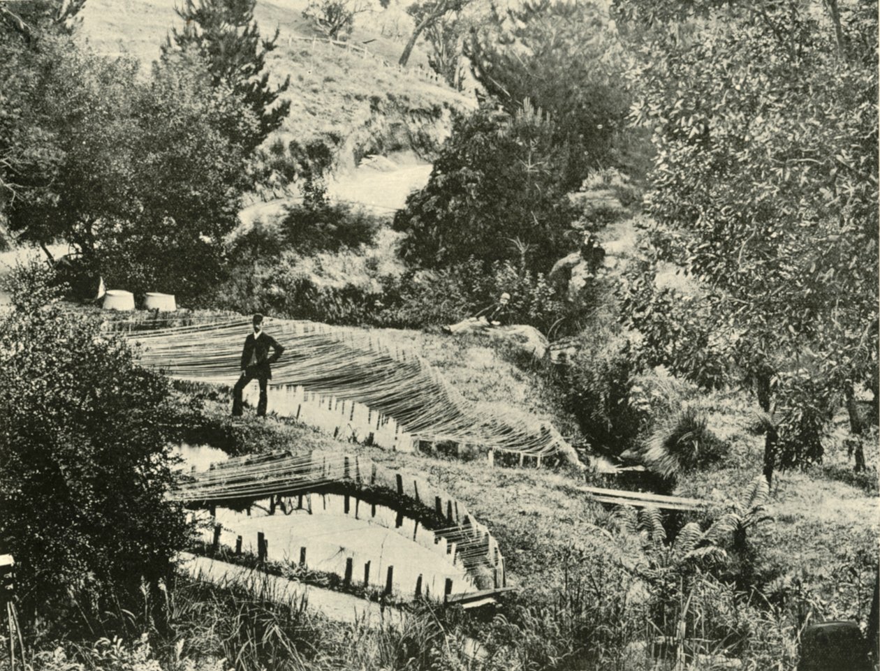 Fiskedamme, Ercildoune, nær Ballarat, 1901. af Unbekannt