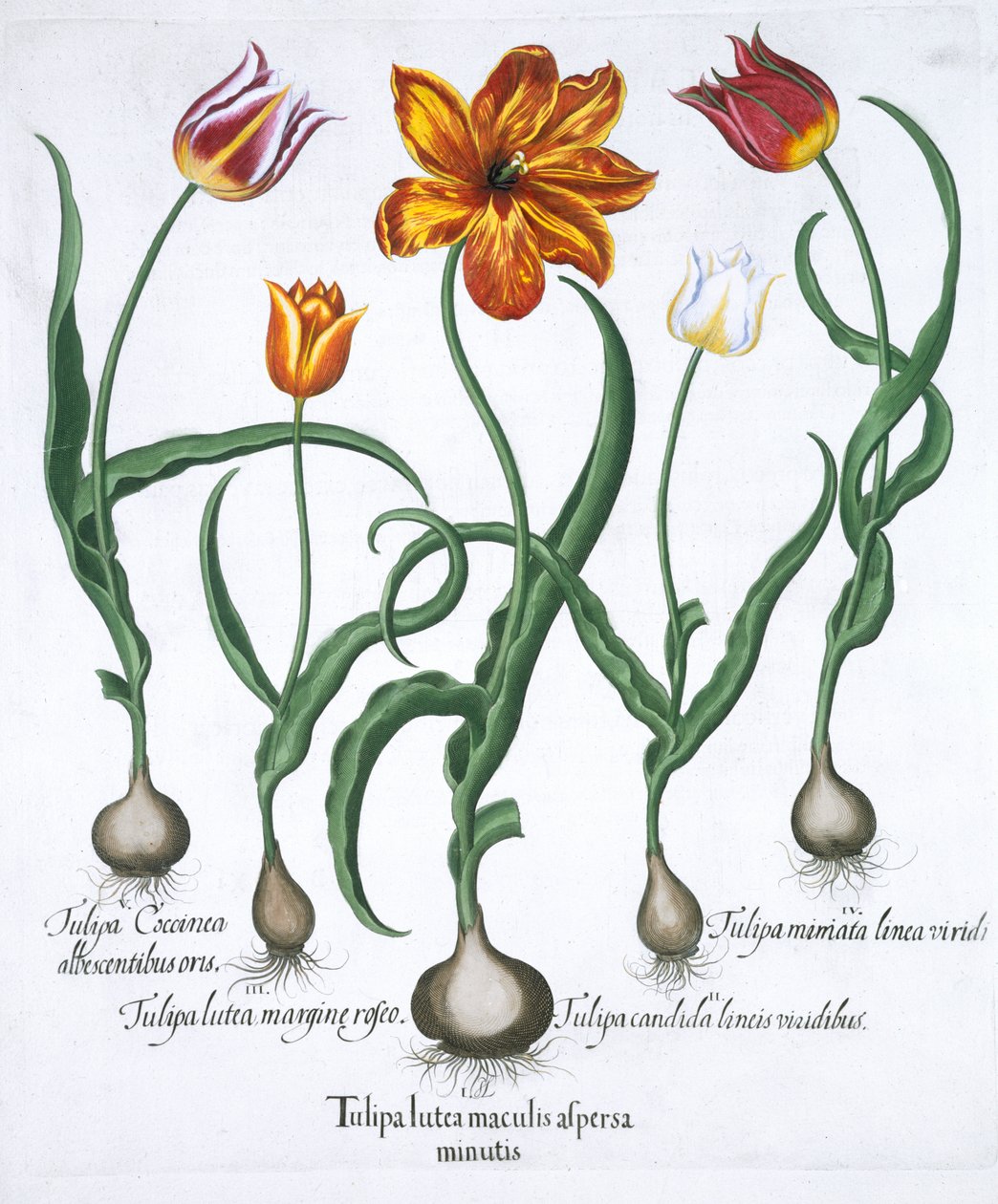 Fem tulipaner, 1613 af Unbekannt