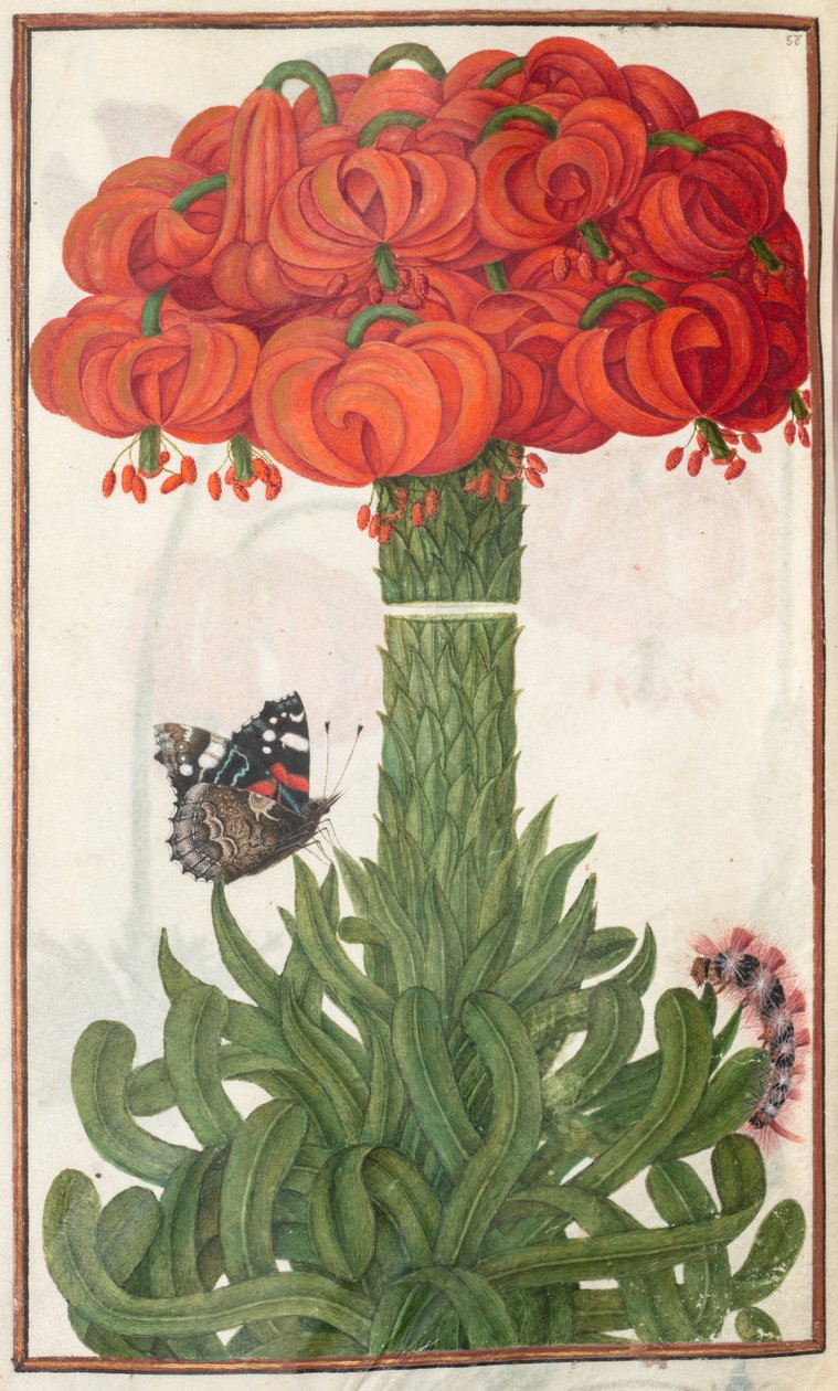 Florilegium: side 18 verso boquet af orange liljer, 1608. af Unbekannt
