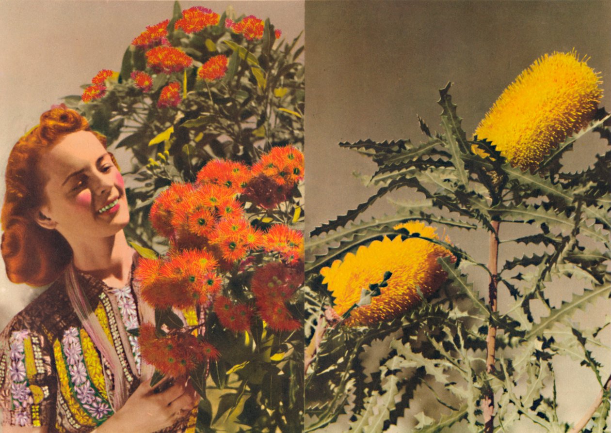 Blomstrende Gum og Banksia, c1947. af Unbekannt