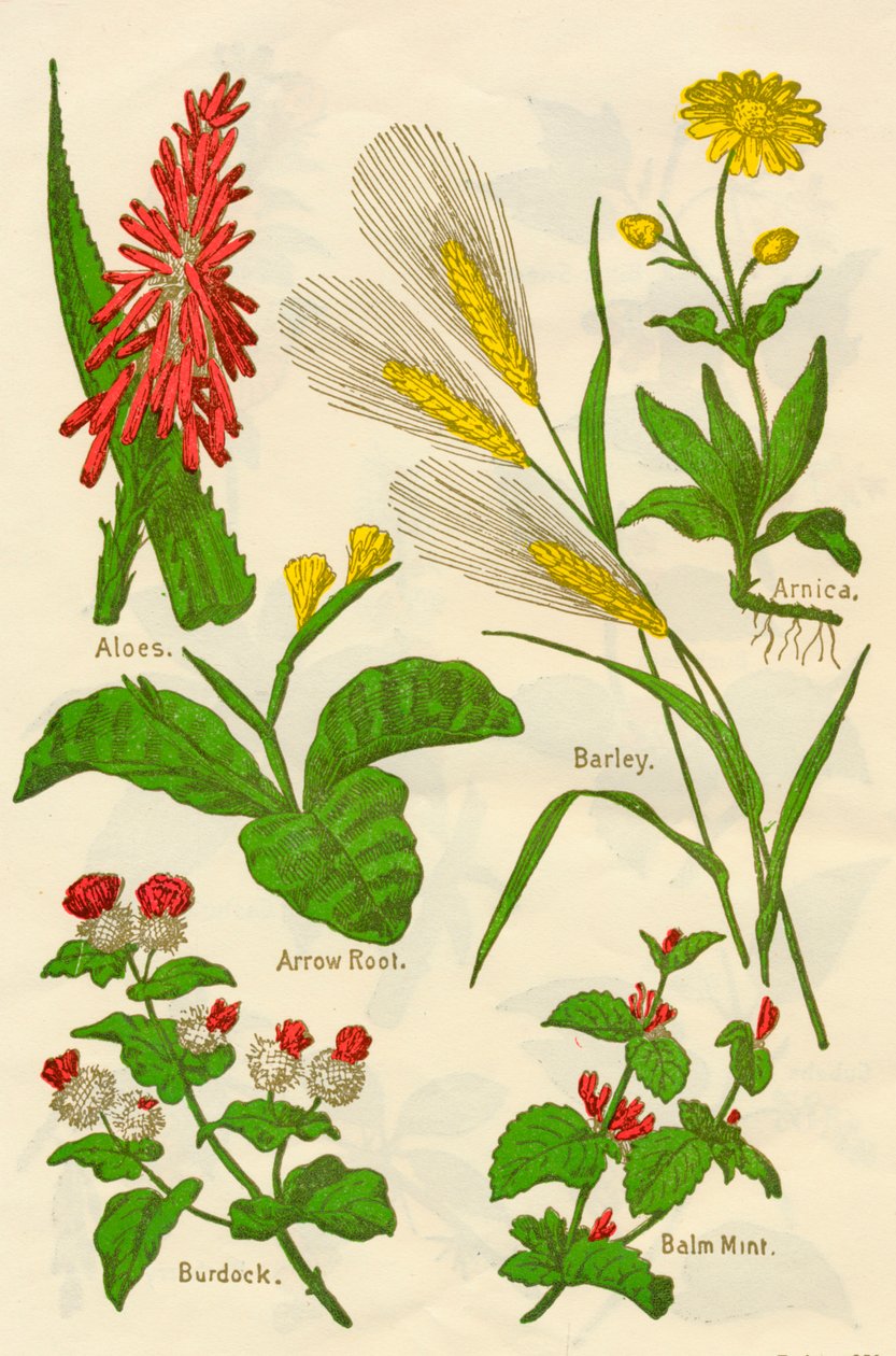 Blomster: Aloe, Arnica, Pilerod, Byg, Balsammynte, Burre, c1940. af Unbekannt