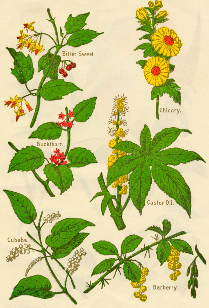 Blomster: Bitter sød, havtorn, terninger, cikorie, ricinusolie, berberis, c1940. af Unbekannt