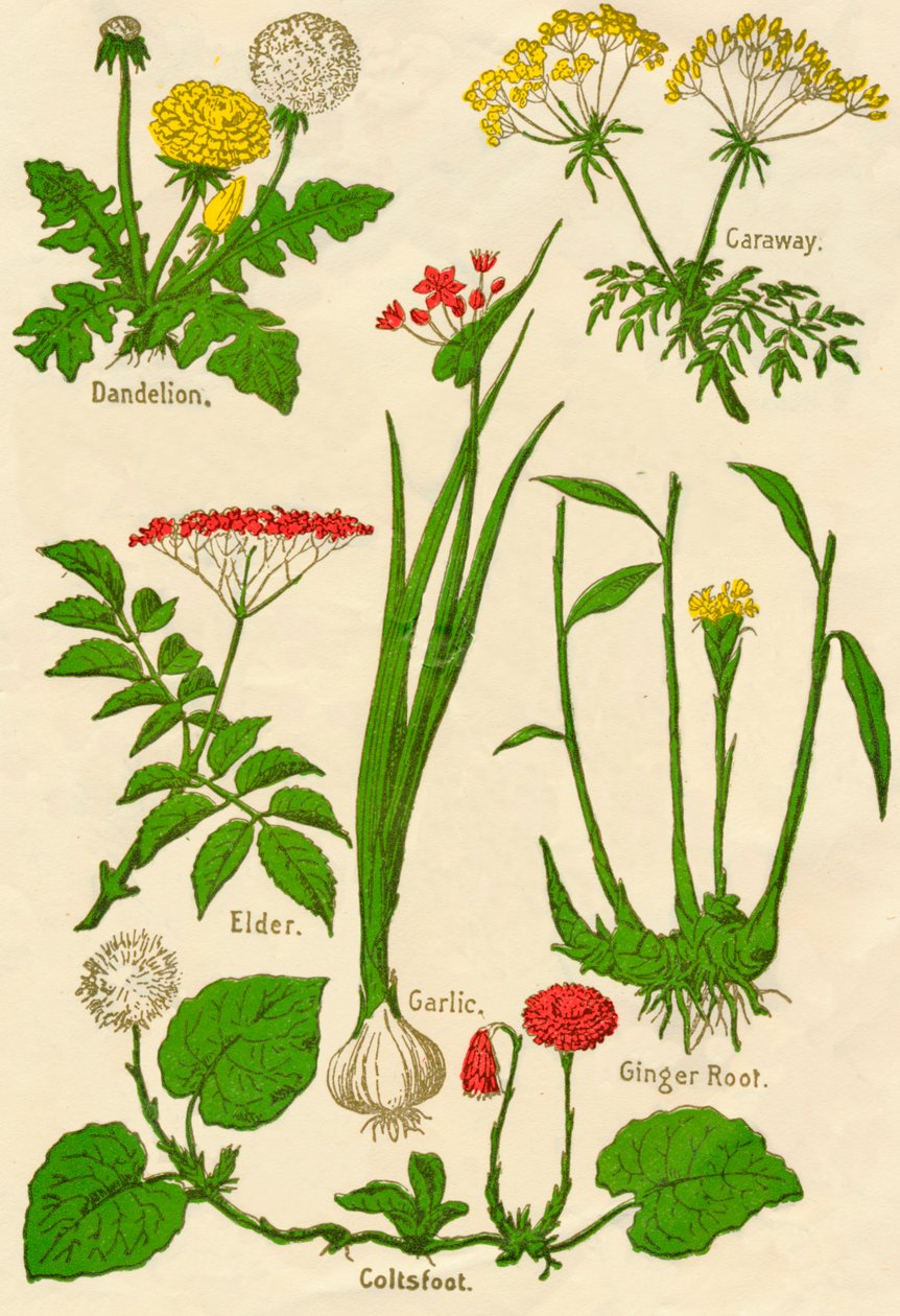 Blomster: mælkebøtte, kommen, hylde, hvidløg, følfod, ingefærrod, c1940 af Unbekannt