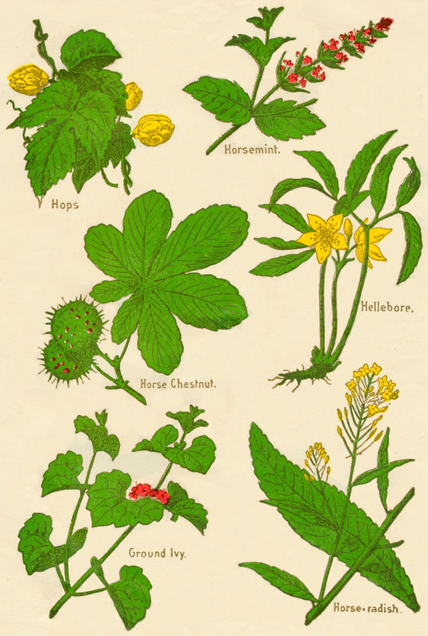 Blomster: Humle, Horsemynte, Hestekastanje, Hellebore, Ground Ivy, Peberrod, c1940 af Unbekannt
