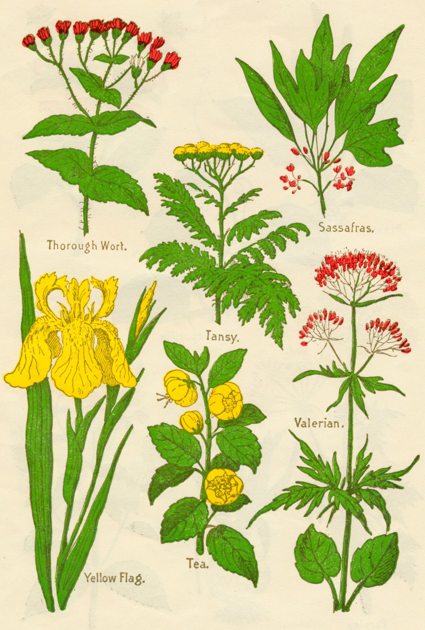 Blomster: Grundig Wort, Tansy, Sassafras, Baldrian, Gult Flag, Te, Baldrian, c1940 af Unbekannt