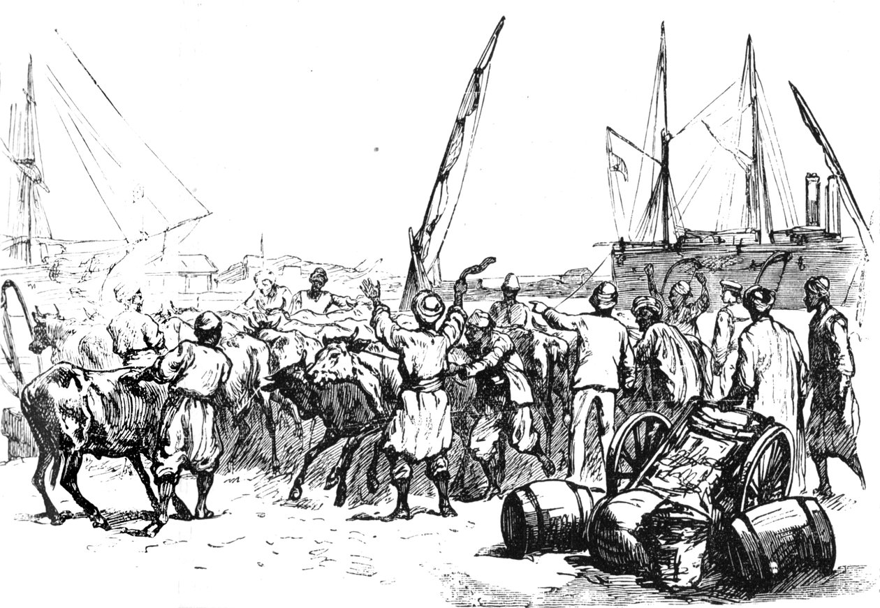 Mad til tropperne: Landing af kvæg i Port Said, c1882 af Unbekannt