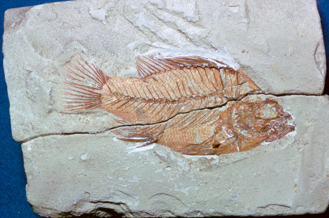 Fossil af en fisk af Unbekannt