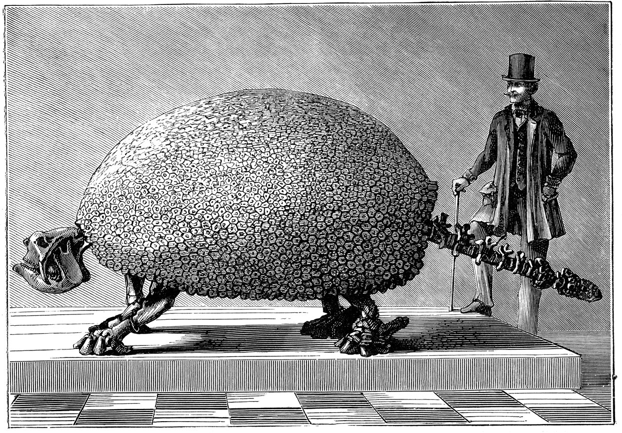 Fossil af en kæmpe bæltedyr fra Sydamerika, c1890 af Unbekannt