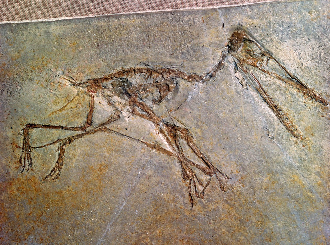 Fossilt skelet af en Pterodactyl, fra British Museums samling af Unbekannt