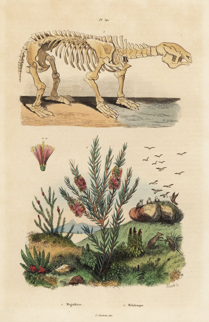 Fossilt skelet af et uddødt kæmpe dovendyr, Megatherium americanum, og tetræ eller honningmyrtebusk, Melaleuca-arter af Unbekannt