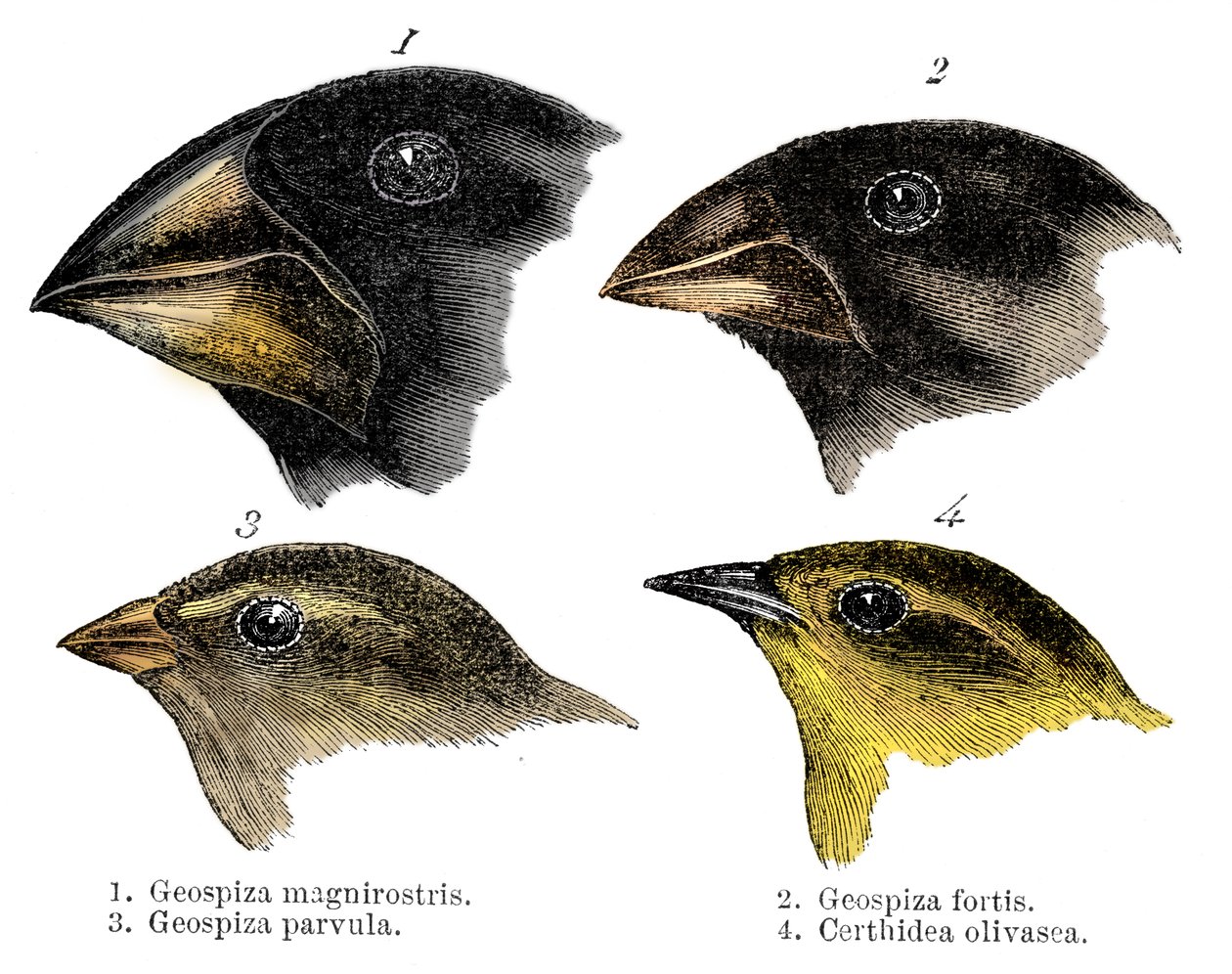 Fire eller arten finke observeret af Darwin på Galapagos-øerne af Unbekannt