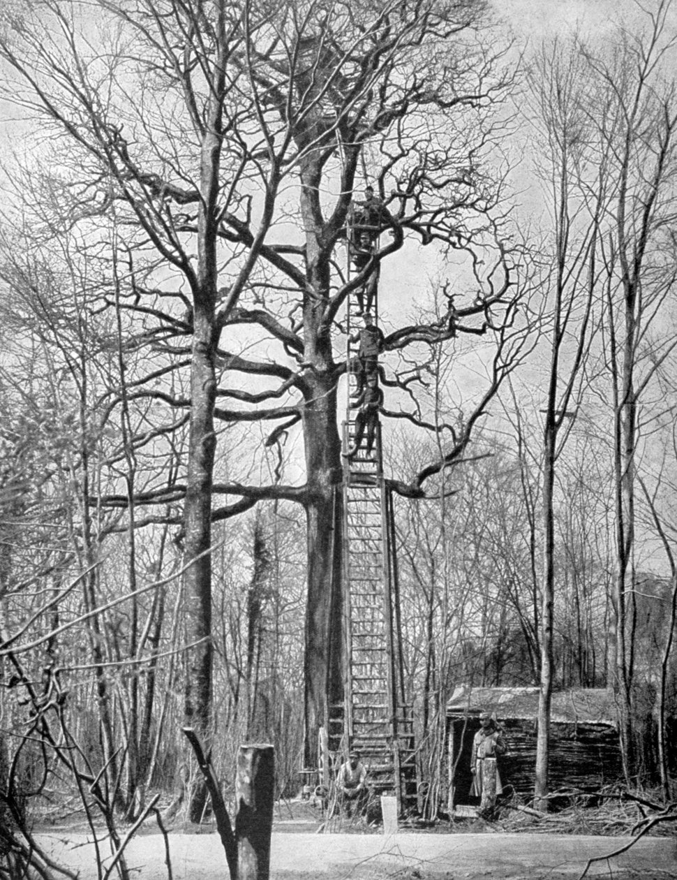 Fransk observationspost i et træ, Frankrig, Første Verdenskrig, 1915 af Unbekannt