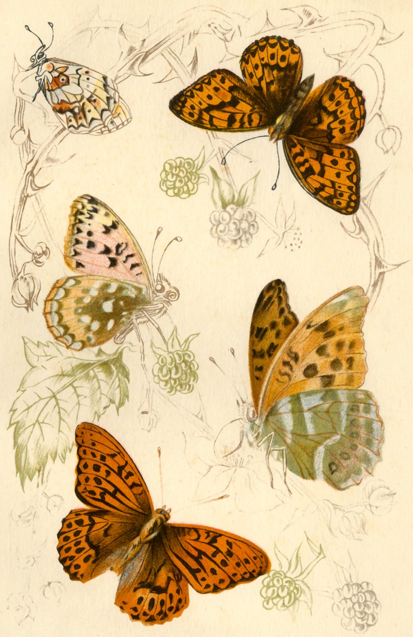 Fritillary sommerfugle, 1800-tallet. af Unbekannt