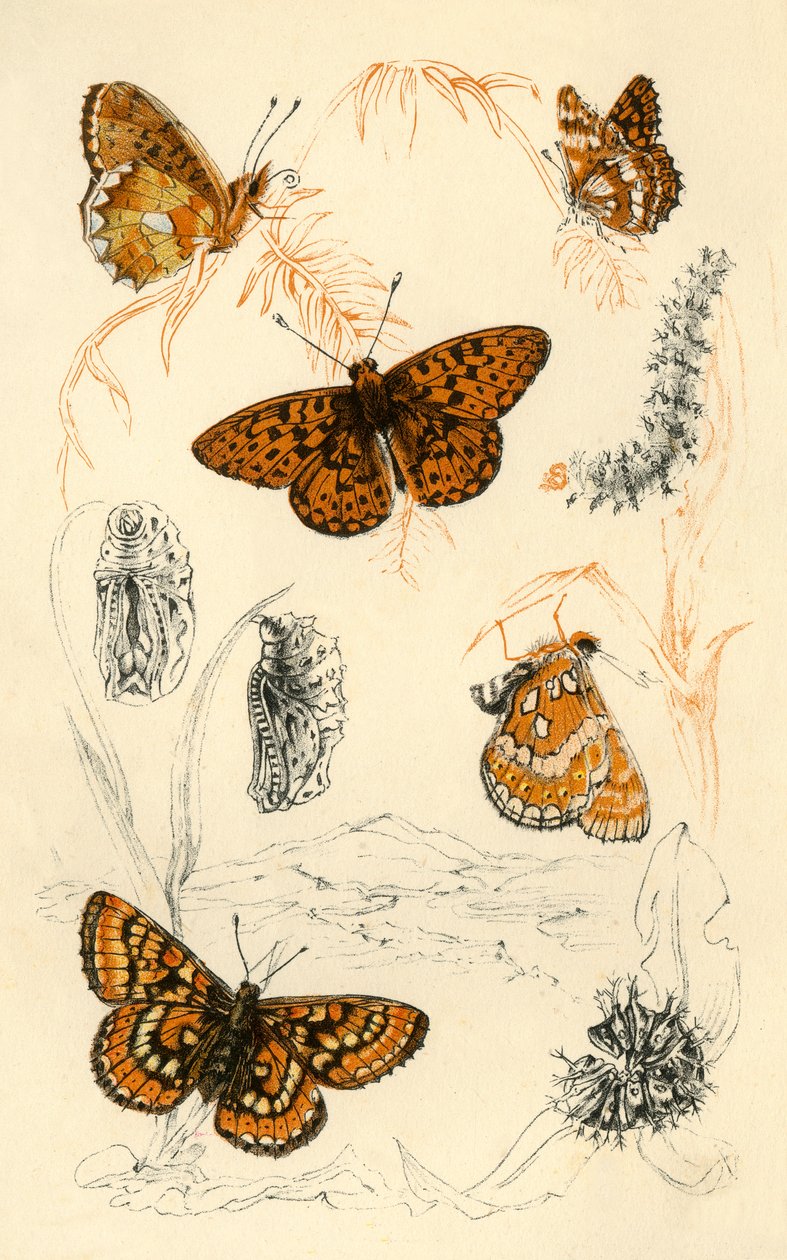 Fritillary sommerfugle, 1800-tallet. af Unbekannt