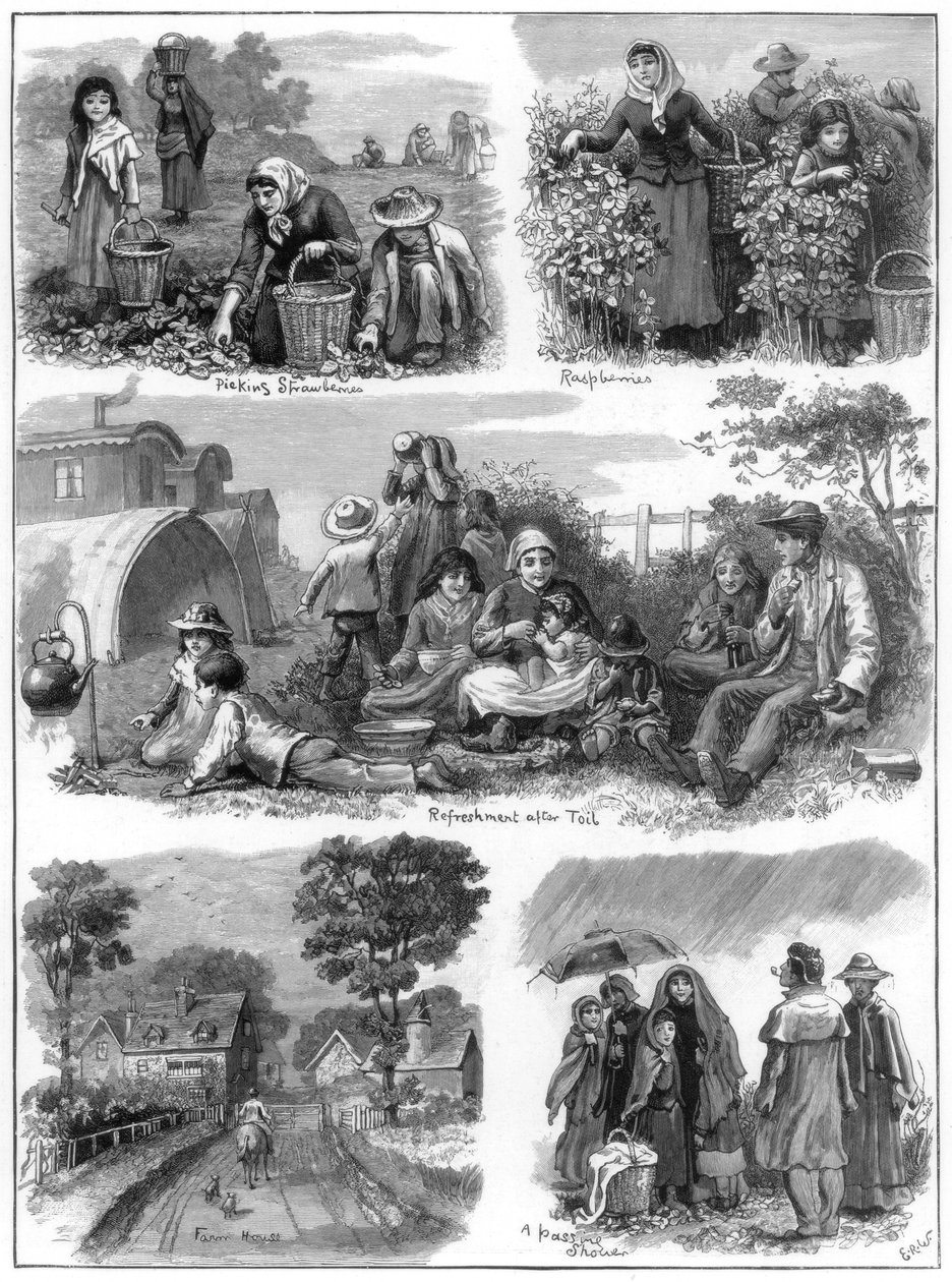 Frugtsamlere, 1899 af Unbekannt