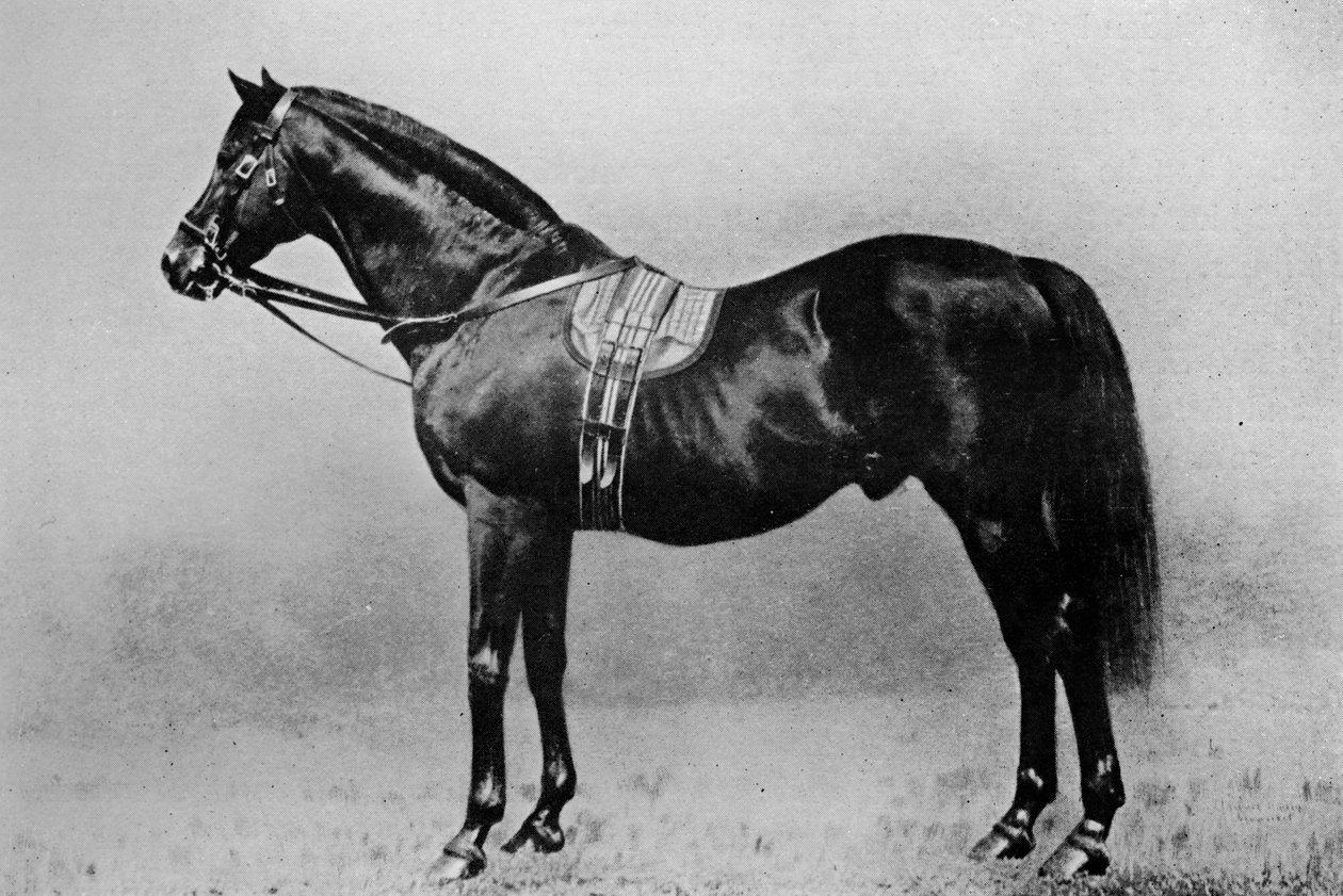Galopin, 1872-1899, 1911 af Unbekannt