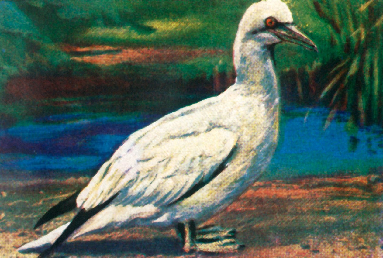 Sule, c1928. af Unbekannt