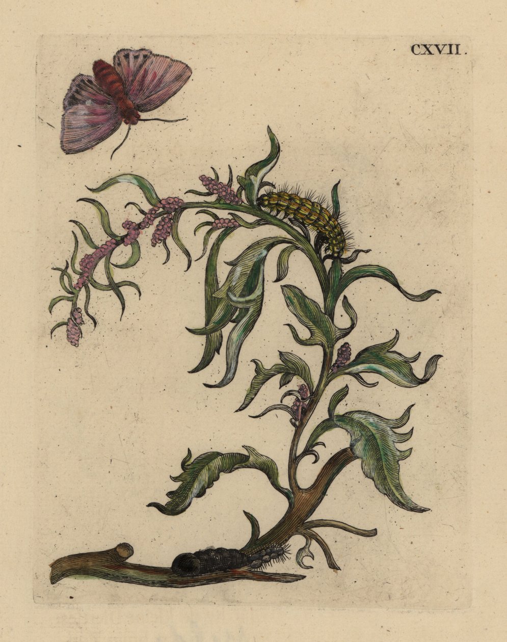 Have orache, Atriplex hortensis, med møl, larve og puppe af Unbekannt