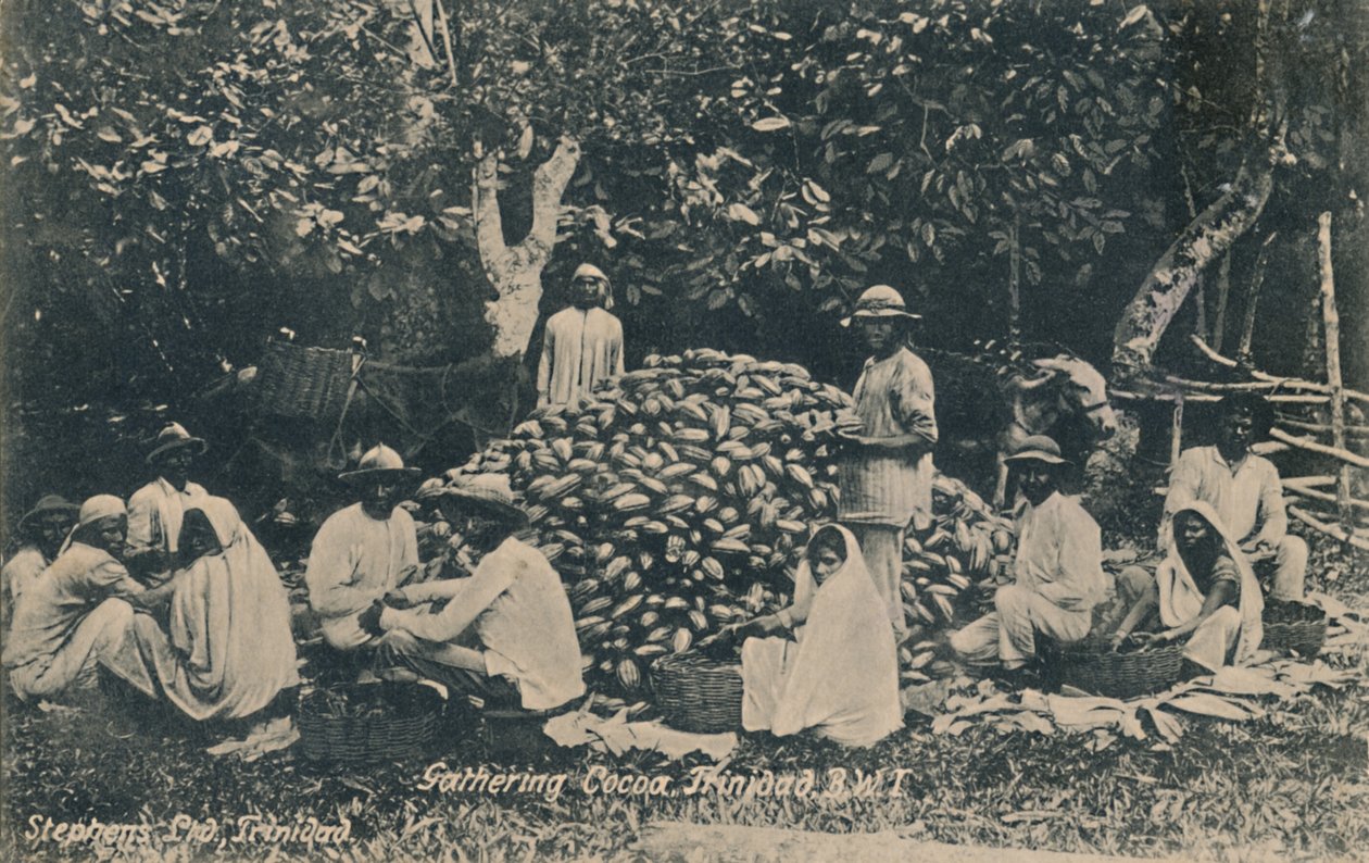 Gathering Cocoa, Trinidad, B.W.I., begyndelsen af det 20. århundrede. af Unbekannt