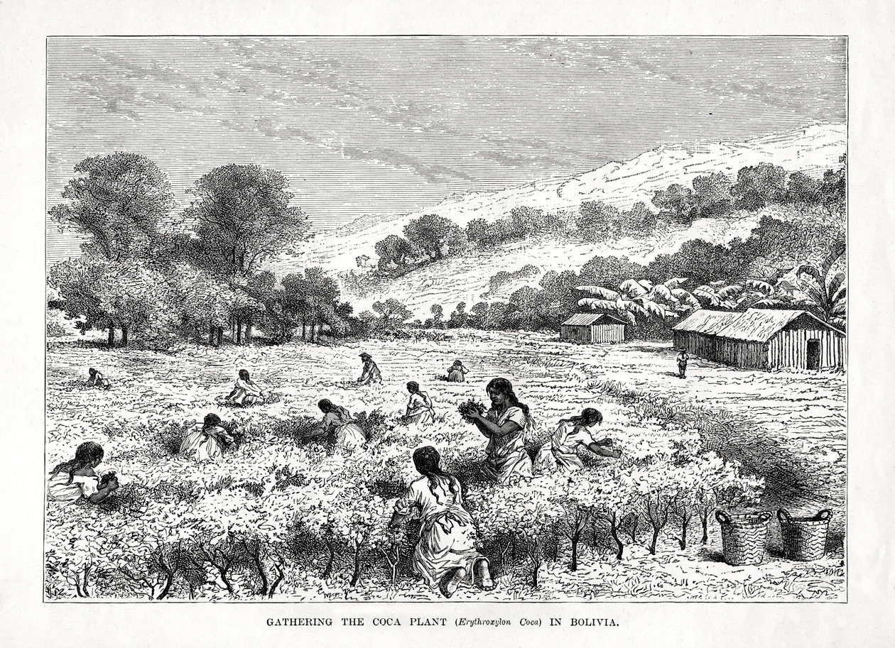Indsamling af kokaplanten Erythroxylum coca i Bolivia, 1877 af Unbekannt