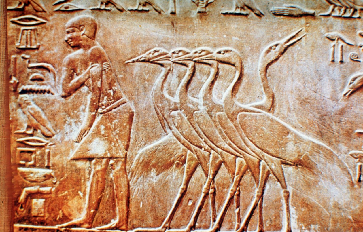 Gæs, vægrelief fra Ptahhoteps grav, Saqqara, Egypten, 24. århundrede f.Kr. af Unbekannt