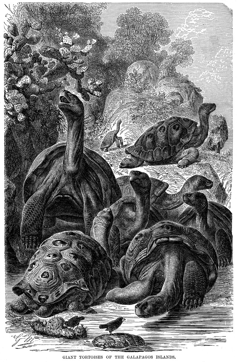 Kæmpeskildpadder på Galapagos-øerne, som blev observeret af Darwin, 1894 af Unbekannt