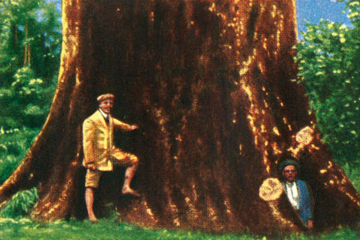 Kæmpetræ i Brasilien, c1928. af Unbekannt