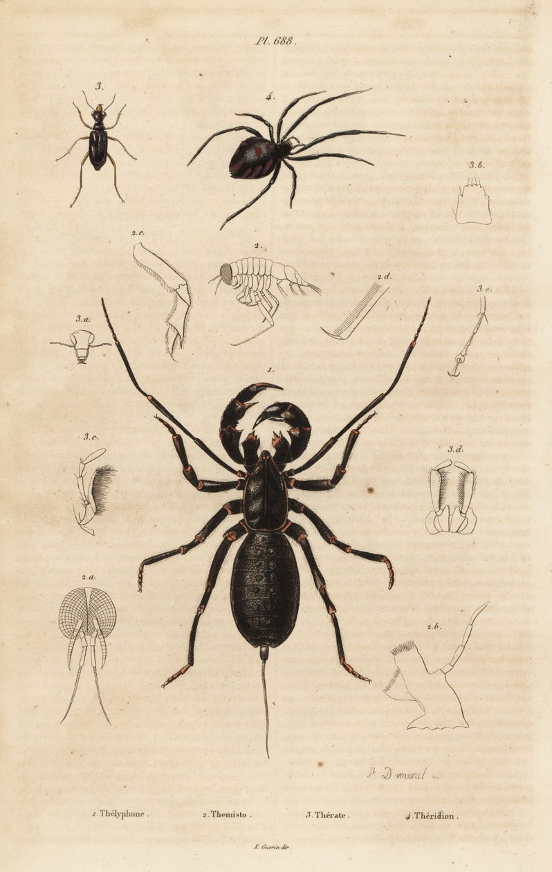 Kæmpe piskeskorpion, Mastigoproctus giganteus, bille, Theratus-arter og spindelvævsedderkop, Theridion-arter af Unbekannt
