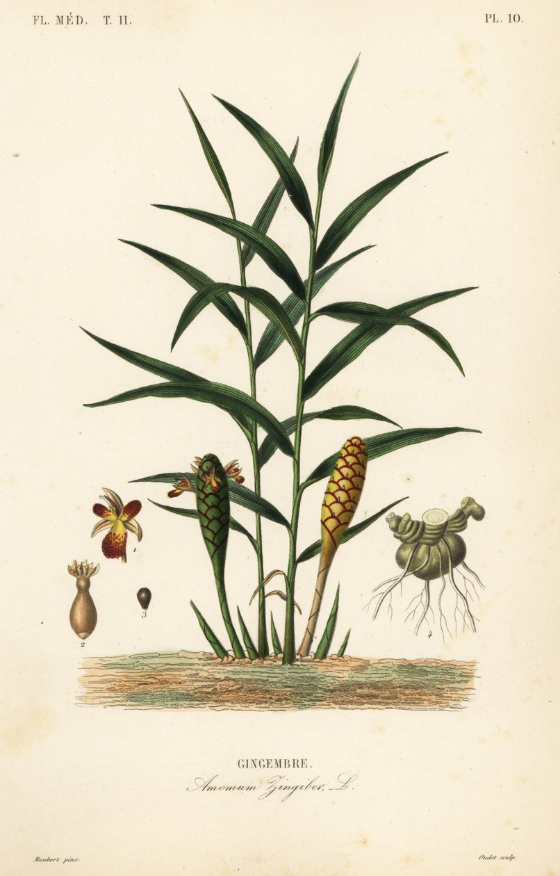 Ingefær eller ingefærrod, Zingiber officinale, Amomum zingiber, Gingembre af Unbekannt