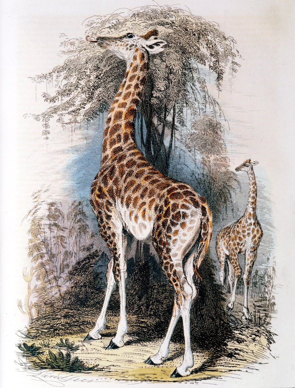 Giraf gennemser på et træ, 1836 af Unbekannt