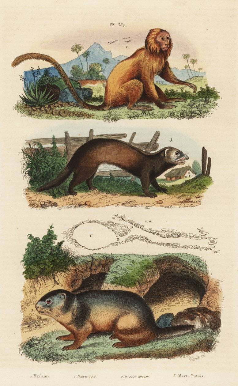 Guldløve tamarin, Leontopithecus rosalia, truet 1, alpin murmeldyr, Marmota marmota 2 og hule, og ilder eller stangkat, Mustela putorius 3 af Unbekannt