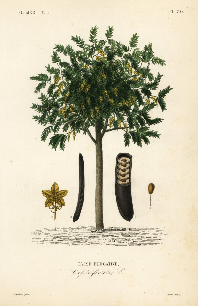 Gyldent regntræ eller canafistula, Cassia fistel, Casse purgative af Unbekannt