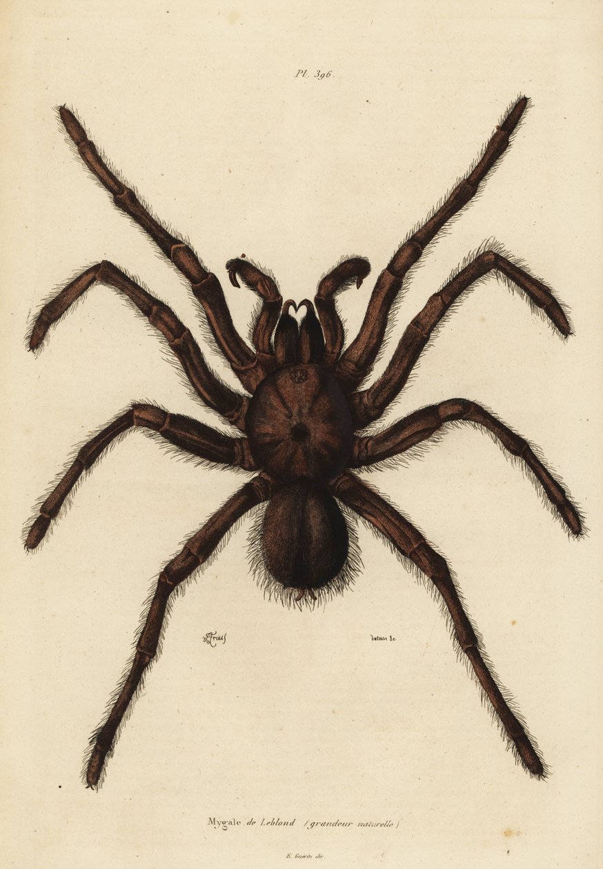 Goliat fugleæder-edderkop, Theraphosa blondi af Unbekannt