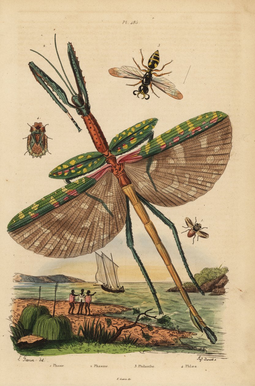 Goliath pind insekt, Eurycnema goliath, flue, Phasia arter, bidræber hveps, Philanthus triangulum, bark bug, Phloea corticata af Unbekannt