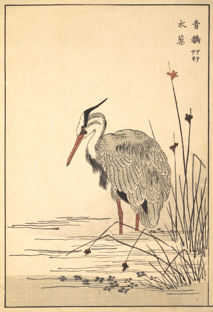 Grey Heron Aosagi og Mizu-aoi Plant, 1857. af Unbekannt