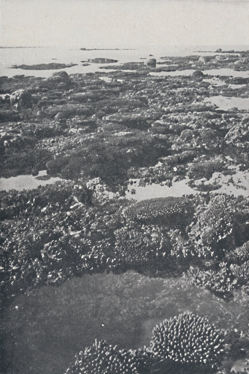 Great Barrier Reef, 1924 af Unbekannt