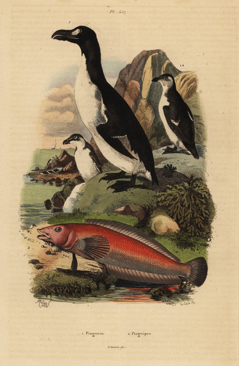 Fantastisk auk, pinguinus Impennis 1, exctinct og brasiliansk sandperch, pinguipes brasilianus 2 af Unbekannt