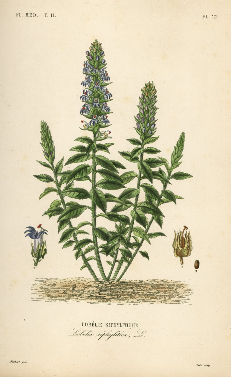 Store blå lobelia, Lobelia siphilitica, Lobelia siphilitica, Lobelia syphilitique af Unbekannt