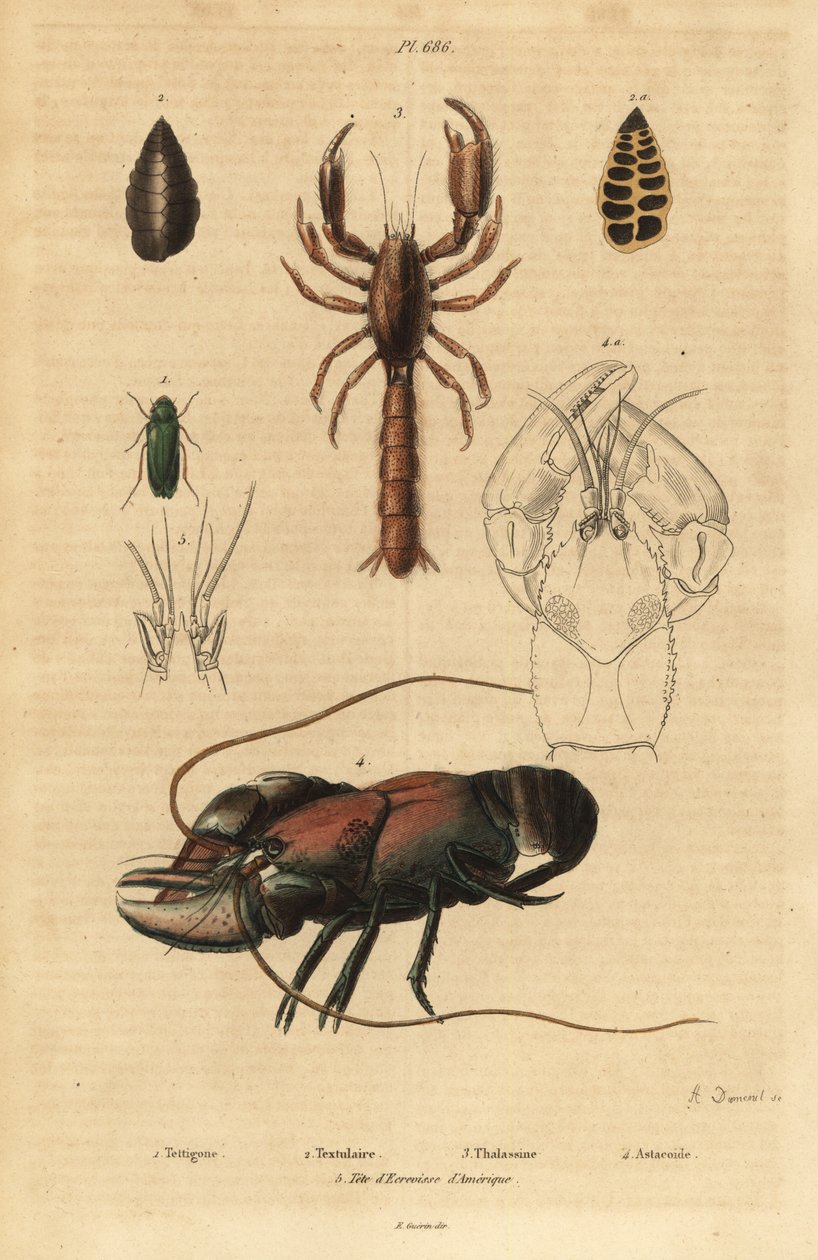 Stor grøn bush-cricket, Tettigonia viridissima 1, foraminifera, Bannerella gibbosa 2, skorpion mudderhummer, Thalassina anomala 3, krebs, Astacus goudotii 4 og hoved af amerikansk languster 5 af Unbekannt