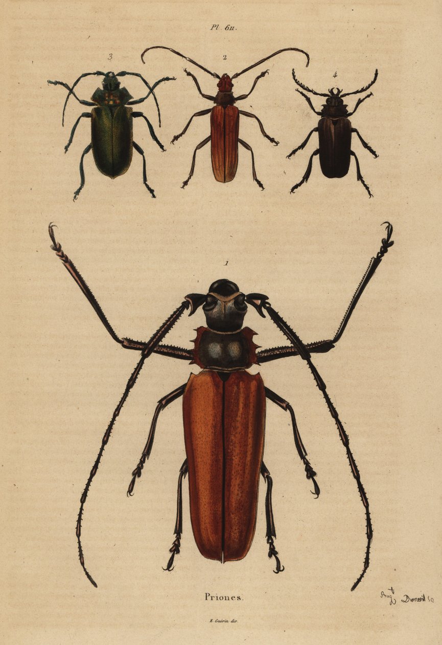 Stor langhornsbille, Enoplocerus armillatus 1, Aegosoma scabricorne 2, Pyrodes nitidus 3 og Prionus desmaretii 4 af Unbekannt