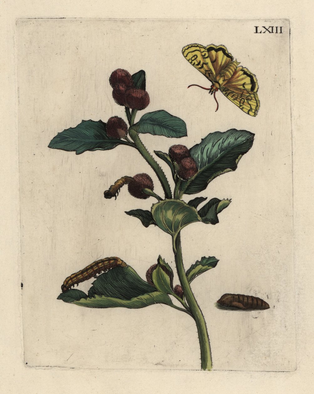 Større burre, Arctium lappa-plante, med møl, larve og puppe 63 af Unbekannt