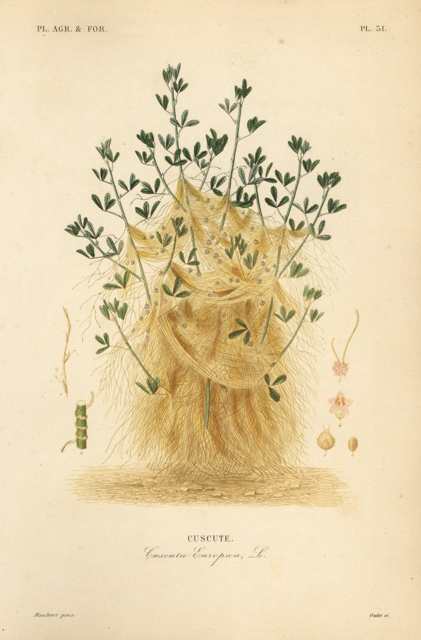 Større slingre eller Europæisk slingre, Cuscuta europaea, cuscute af Unbekannt