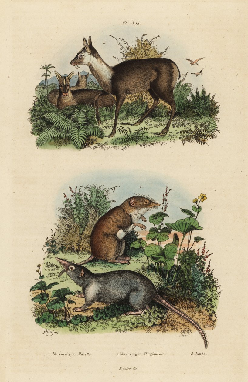 Hvidtandet spidsmus, Crocidura russula 1, grå moskusspidsmus, Suncus murinus 2 og mørk moskushjort, Moschus fuscus, truet 3 af Unbekannt