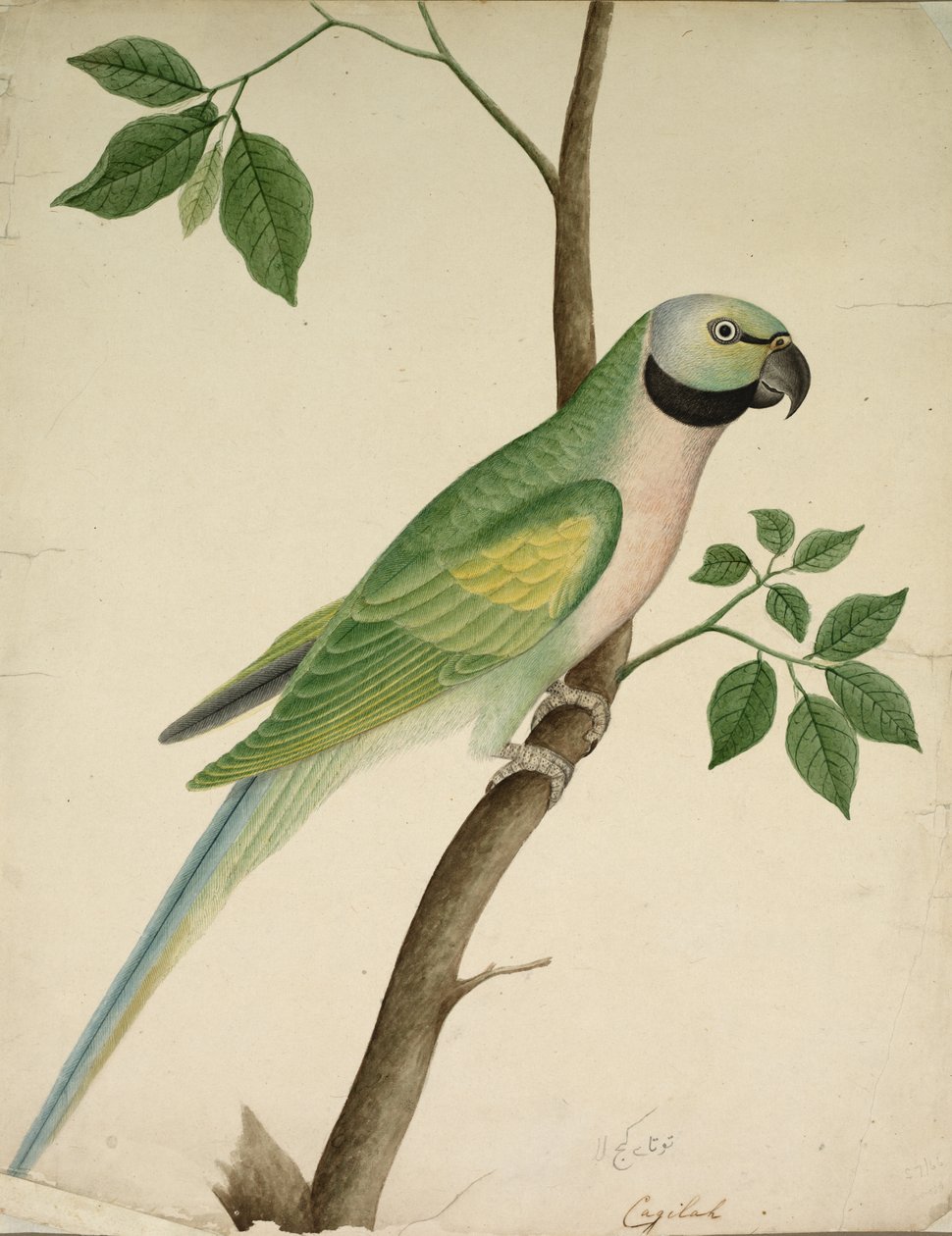 Grøn papegøje, ca. 1820. af Unbekannt