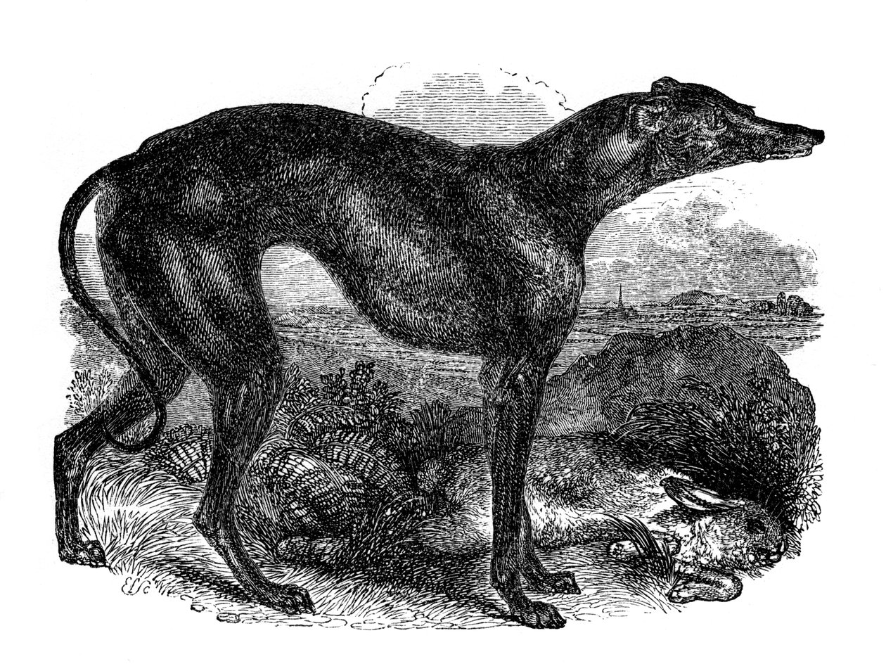 Greyhound, 1848 af Unbekannt