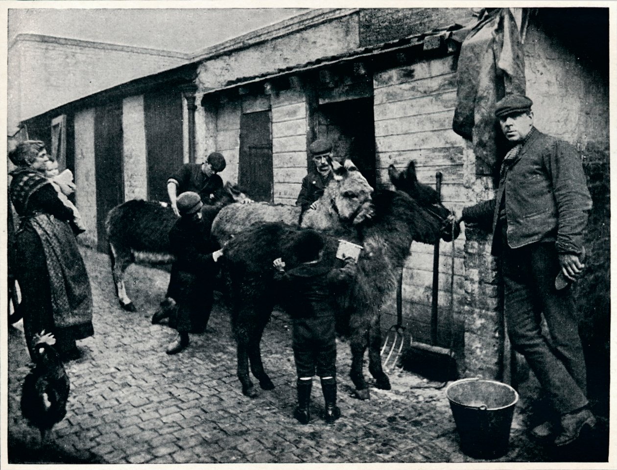 Grooming costers æsler, London, c1903 1903 af Unbekannt