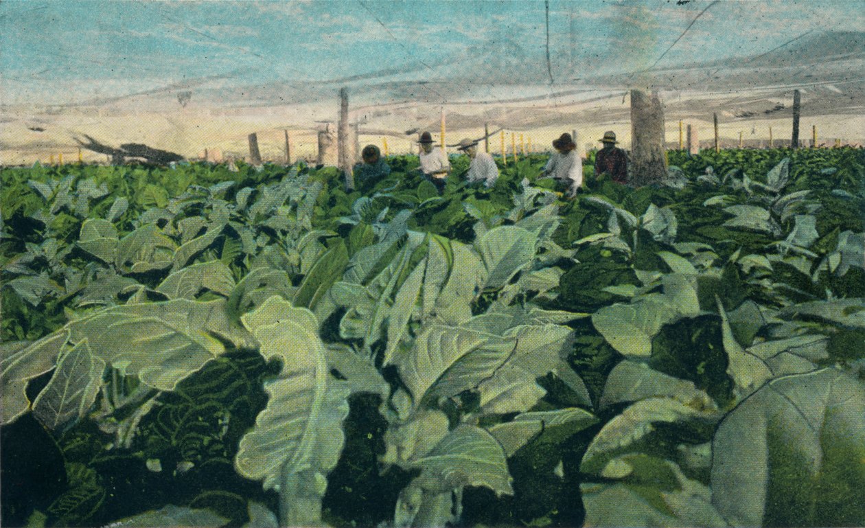 Dyrkning af tobak, Cuba, 1909 af Unbekannt